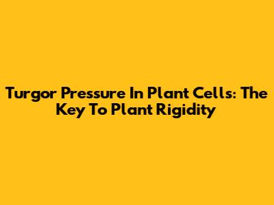 Turgor Pressure In Plant Cells: The Key To Plant Rigidity